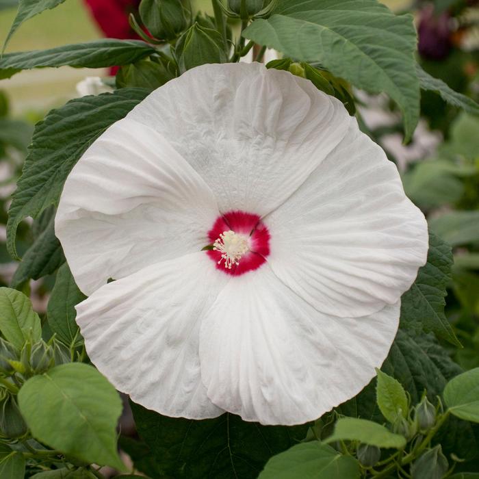 Honeymoon™ White with Eye - Hibiscus moscheutos (Rose Mallow) from R&D Wholesale Nursery