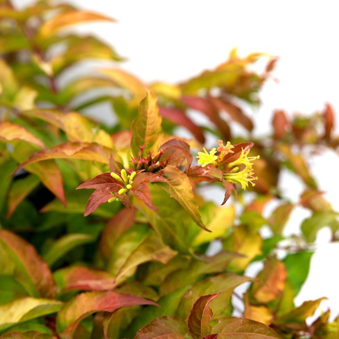 Firefly&trade; Bush Honeysuckle - Diervilla sessilifolia 'Bocofire' from R&D Wholesale Nursery