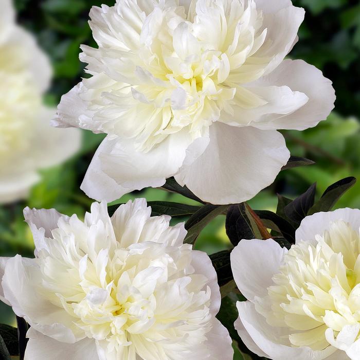 Duchess de Nemours Peony - Paeonia lactiflora 'Duchess de Nemours' from R&D Wholesale Nursery