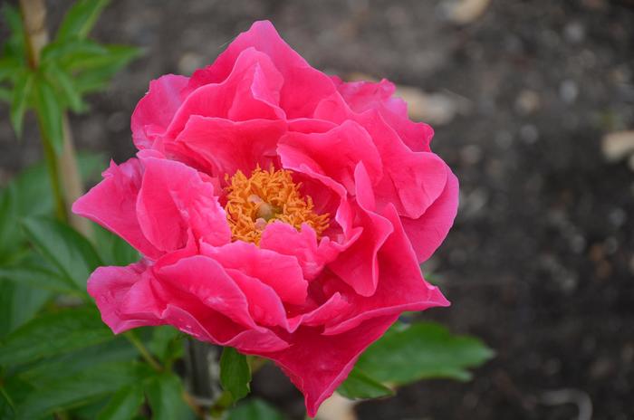 Paula Fay Peony - Paeonia from R&D Wholesale Nursery