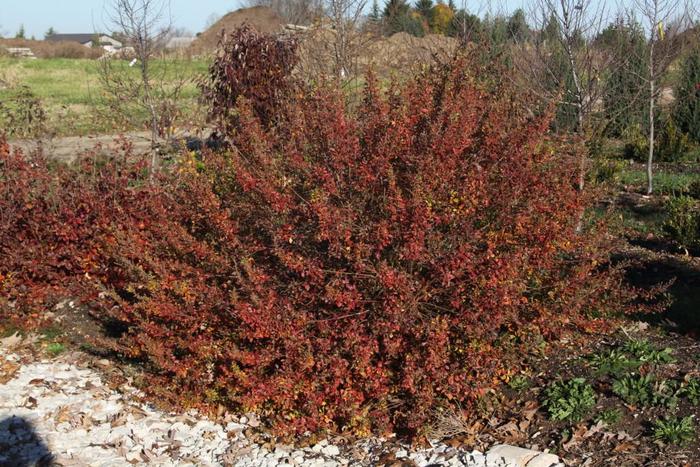Lacette&trade; Fragrant Sumac - Rhus aromatica from R&D Wholesale Nursery