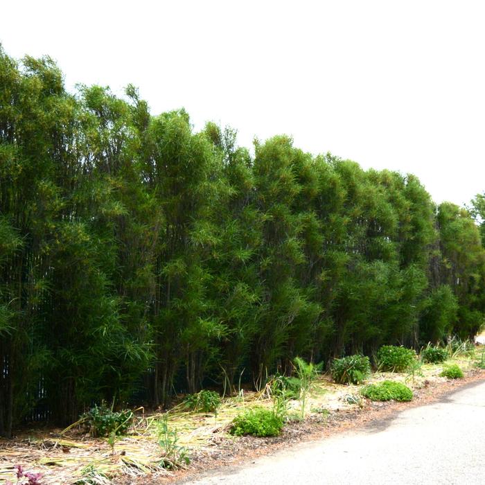 Fine Line&reg; - Rhamnus frangula from R&D Wholesale Nursery