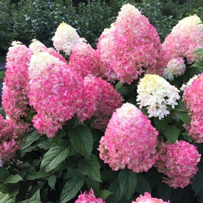 Quick Fire Fab® - Hydrangea paniculata from R&D Wholesale Nursery