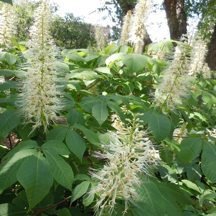 Bottlebrush Buckeye - Aesculus parviflora from R&D Wholesale Nursery