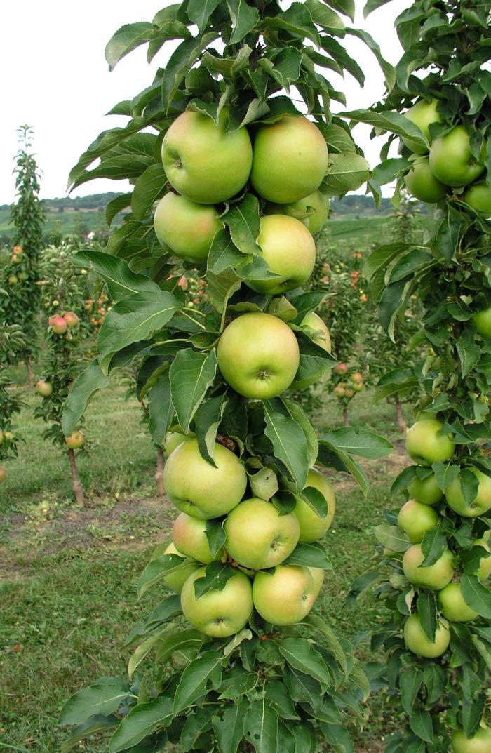 Fruit Snacks&reg; Tangy Green&trade; - Malus (Columnar Apple) from R&D Wholesale Nursery