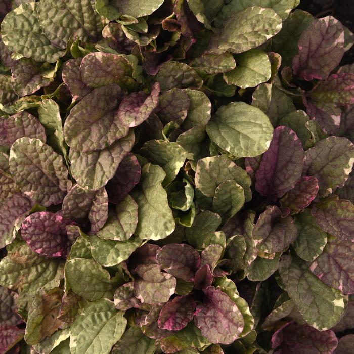 'Burgundy Glow' Bugleweed - Ajuga reptans from R&D Wholesale Nursery