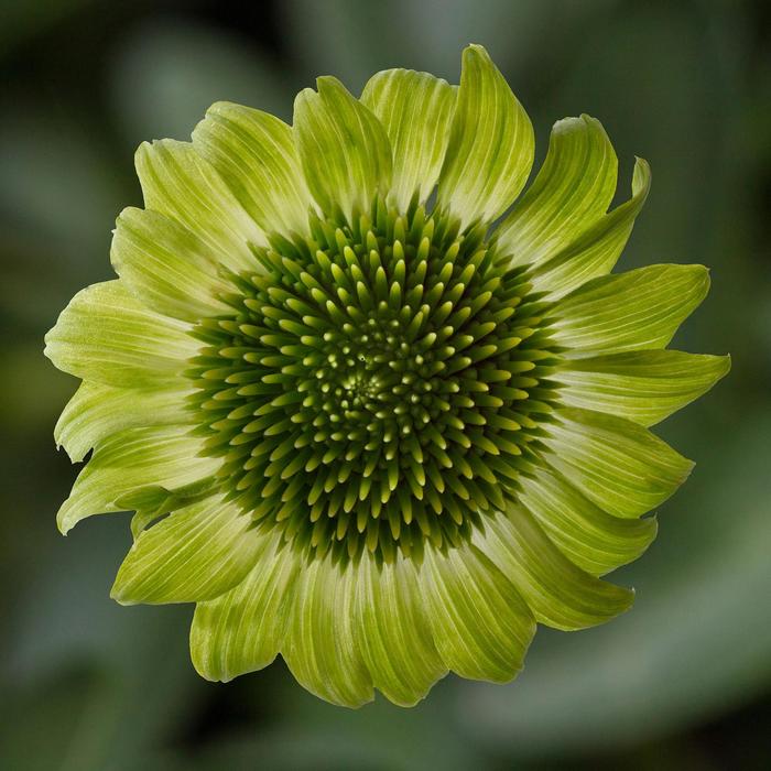 Prairie Blaze&trade; Green Coneflower - Echinacea purpurea from R&D Wholesale Nursery