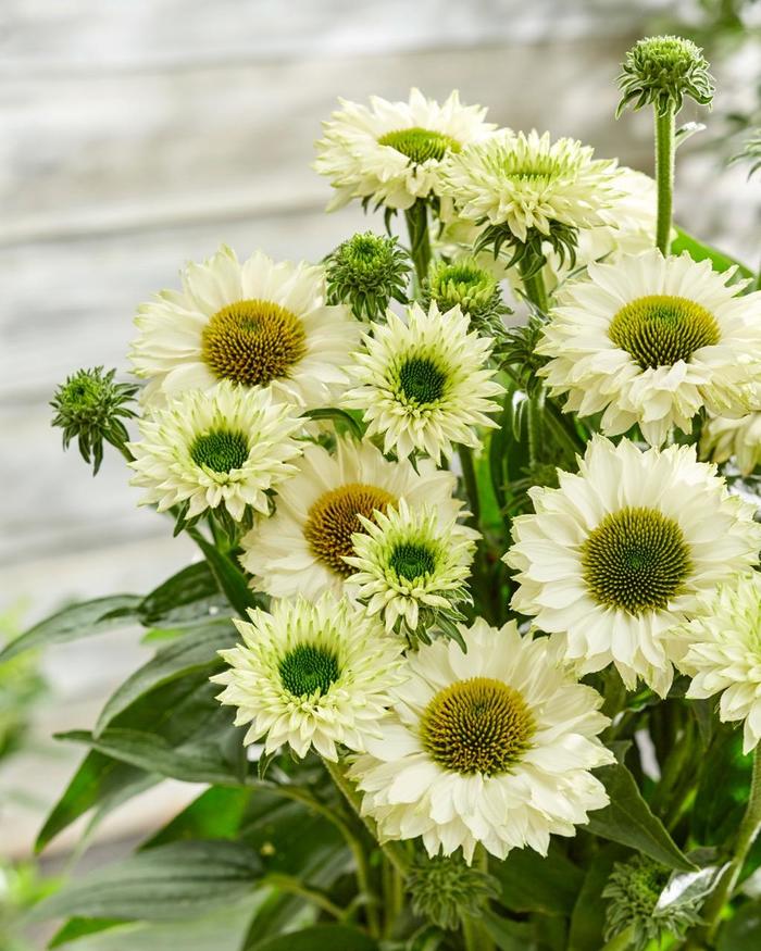 'Sunseekers White Perfection' Coneflower - Echinacea from R&D Wholesale Nursery