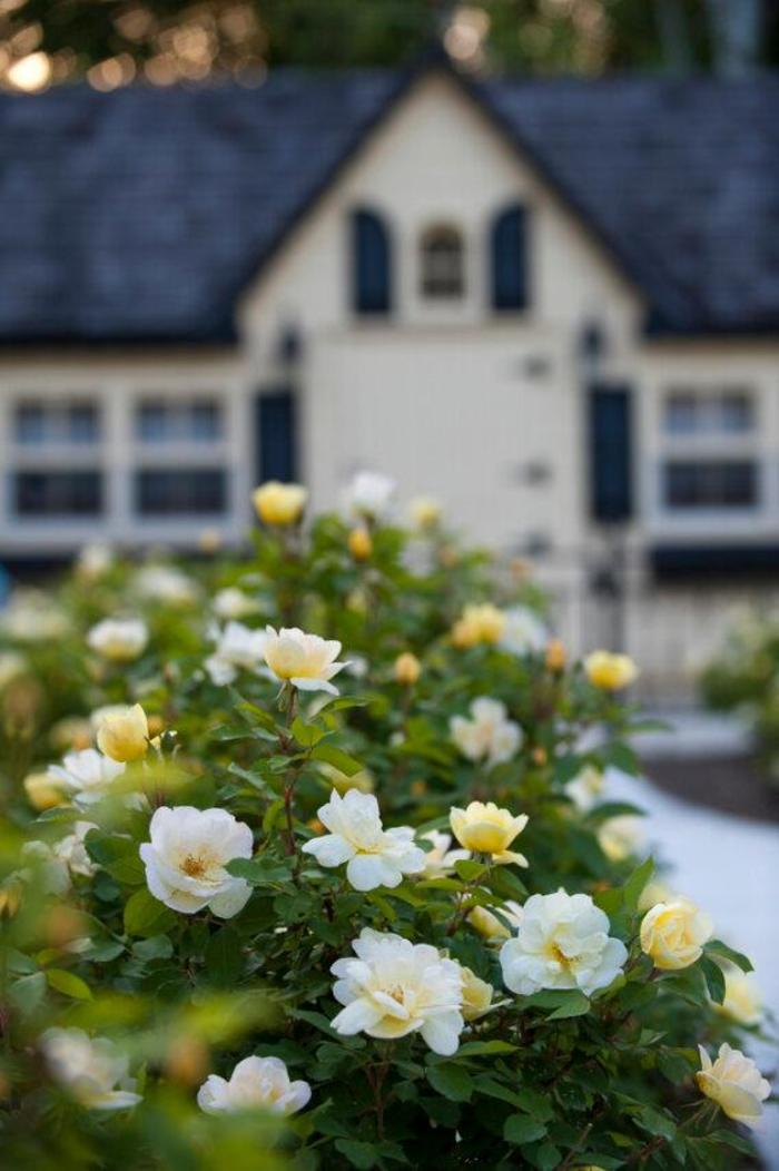Sunny Knock Out&reg; - Rosa 'Radsunny' PP18562, CPBR 4875 from R&D Wholesale Nursery