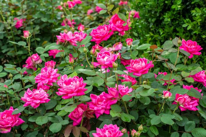 Pink Double Knock Out&reg; Rose - Rosa 'Radtkopink' PP18507, CPBR 3757 from R&D Wholesale Nursery