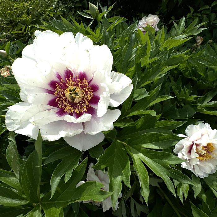 'Cora Louise' Itoh Peony - Paeonia from R&D Wholesale Nursery