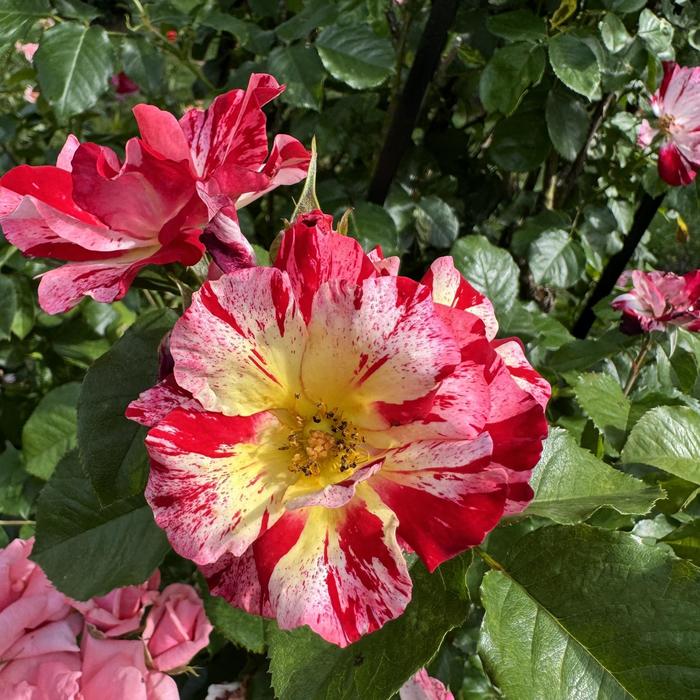 Fourth of July Climbing Rose - Rosa from R&D Wholesale Nursery
