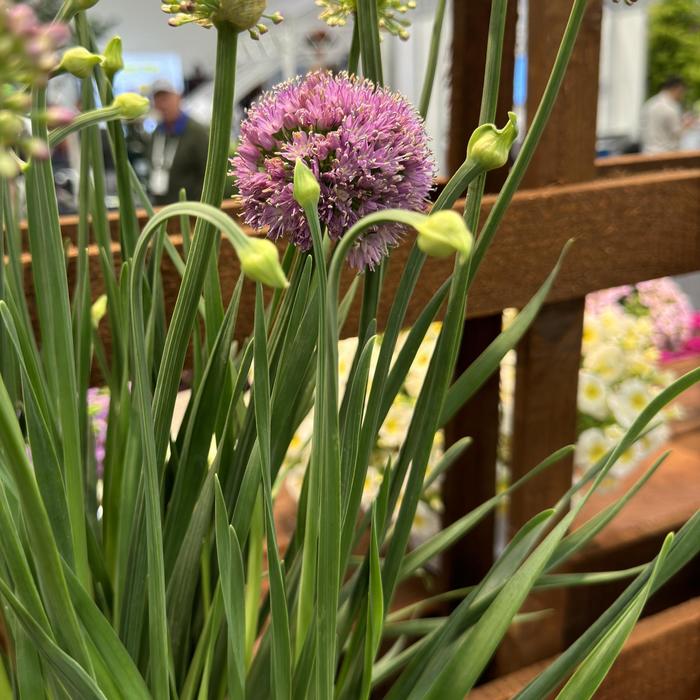 'Cobalt Millenium' Ornamental Onion - Allium x from R&D Wholesale Nursery
