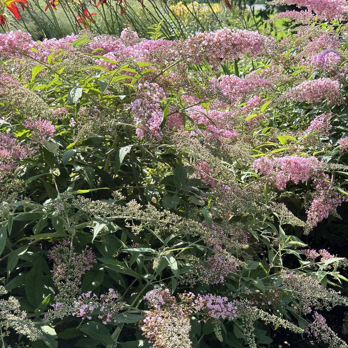 Pink Cascade Butterfly Bush - Buddleia from R&D Wholesale Nursery