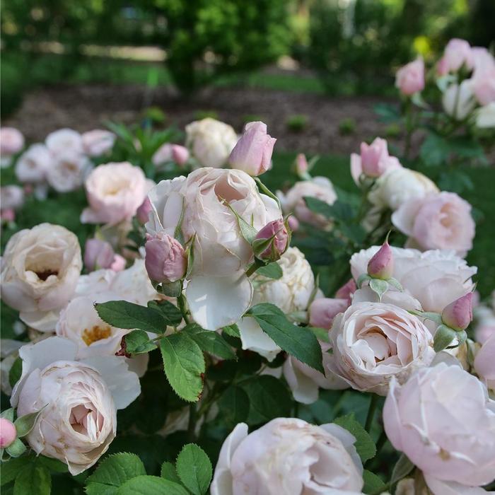 Flavorette Pear'd&reg; Edible Rose - Rosa x from R&D Wholesale Nursery