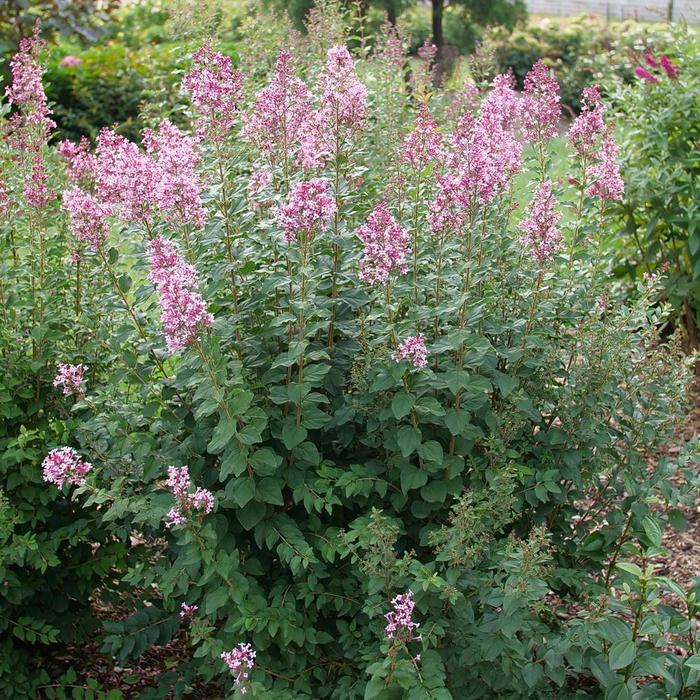 Bloomerang Ballet® - Syringa (Reblooming Lilac) from R&D Wholesale Nursery