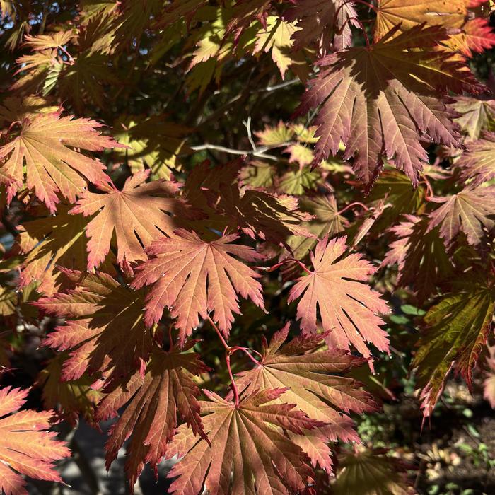 Autumn Moon Japanese Maple - Acer shirasawanum from R&D Wholesale Nursery