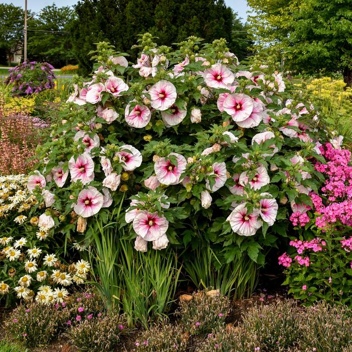 'Angel Eyes' Rose Mallow - Hibiscus from R&D Wholesale Nursery