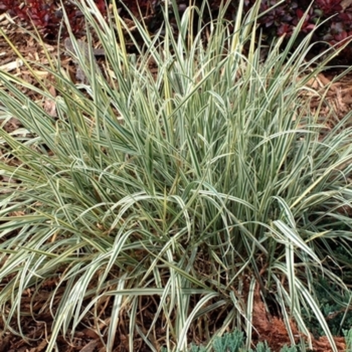 Tuber Oat Grass - Arrhenatherum elatius bulbosum from R&D Wholesale Nursery