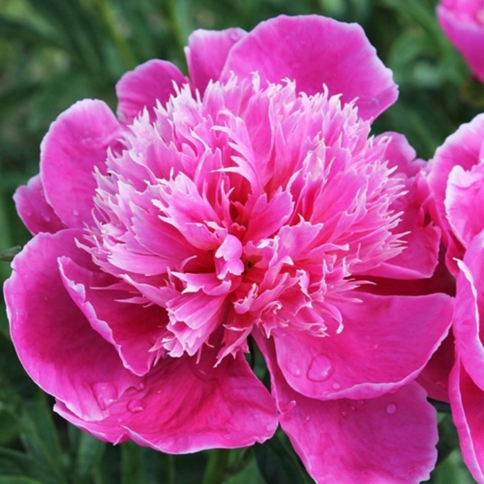 Geraldine Peony - Paeonia Geraldine from R&D Wholesale Nursery