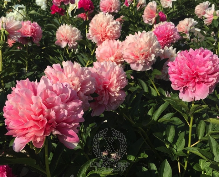 Mary Jo Legare - paeonia 'mary jo legare' from R&D Wholesale Nursery