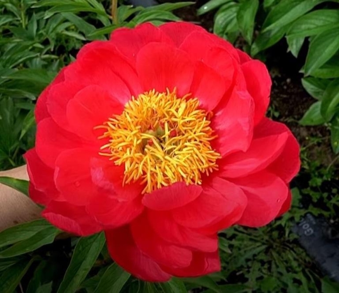 Paladin Peony - Paeonia lactiflora 'Paladin' from R&D Wholesale Nursery
