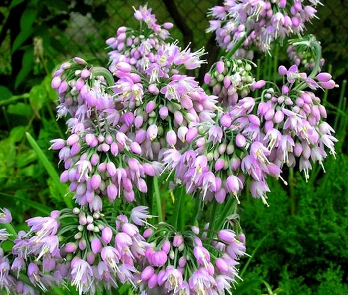 Pink Nodding Onion - Allium cernuum from R&D Wholesale Nursery
