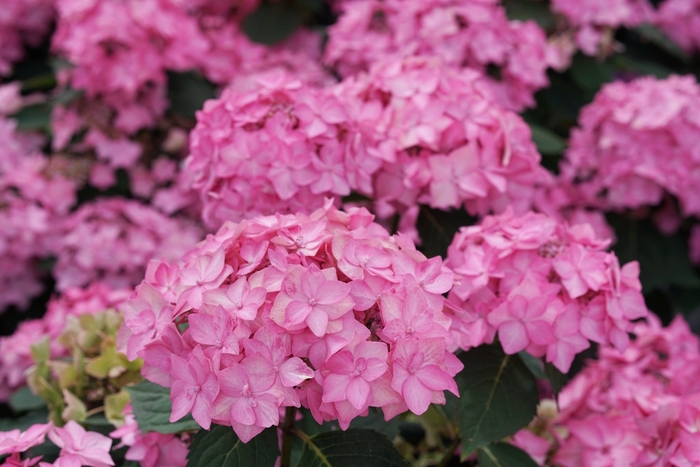 Lets Dance Can Do Hydrangea - Hydrangea macrophylla × serrata from R&D Wholesale Nursery