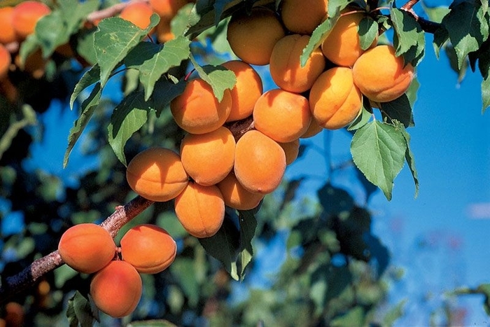 'Harcot' Apricot - Prunus armeniaca from R&D Wholesale Nursery