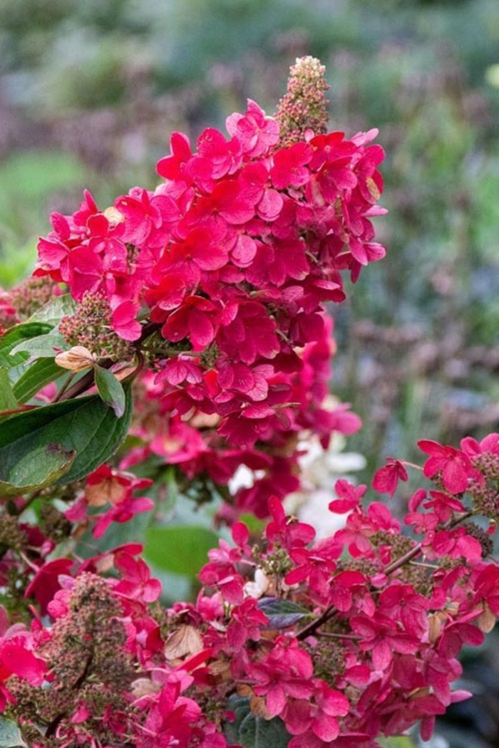 'Flare™' Panicle Hydrangea - Hydrangea paniculata from R&D Wholesale Nursery