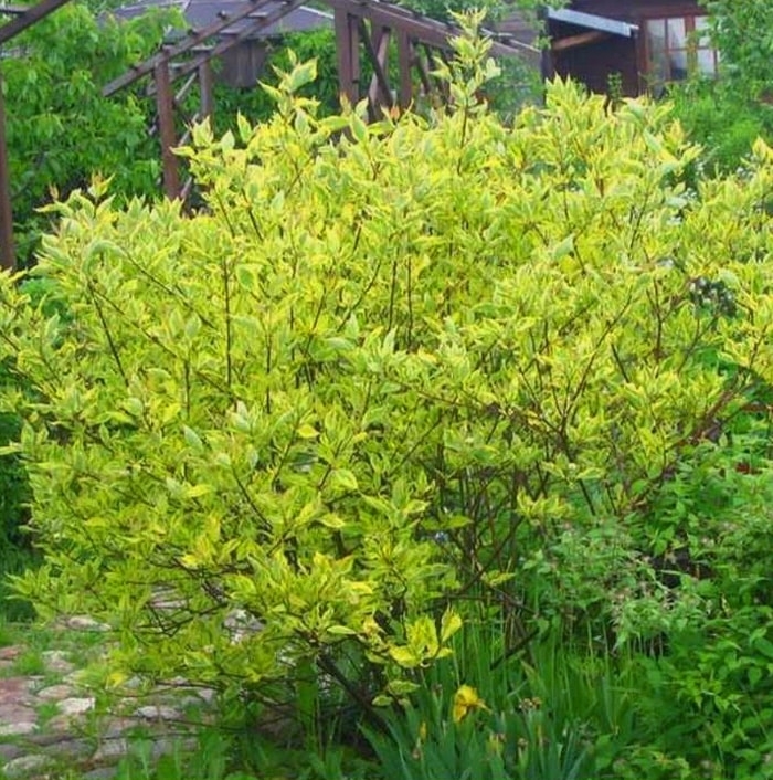Golden Variegated Dogwood - Cornus alba 'Gouchaultii' from R&D Wholesale Nursery