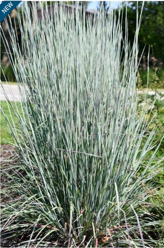 Sandhill Little Bluestem - Schizachyrium scoparium from R&D Wholesale Nursery