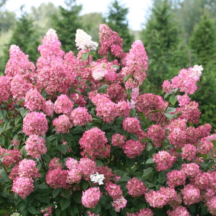 Firelight Hydrangea - Hydrangea paniculata 'Firelight' from R&D Wholesale Nursery