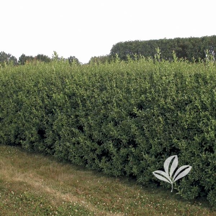 Cheyenne Privet - Ligustrum vulgare 'Cheyenne' from R&D Wholesale Nursery