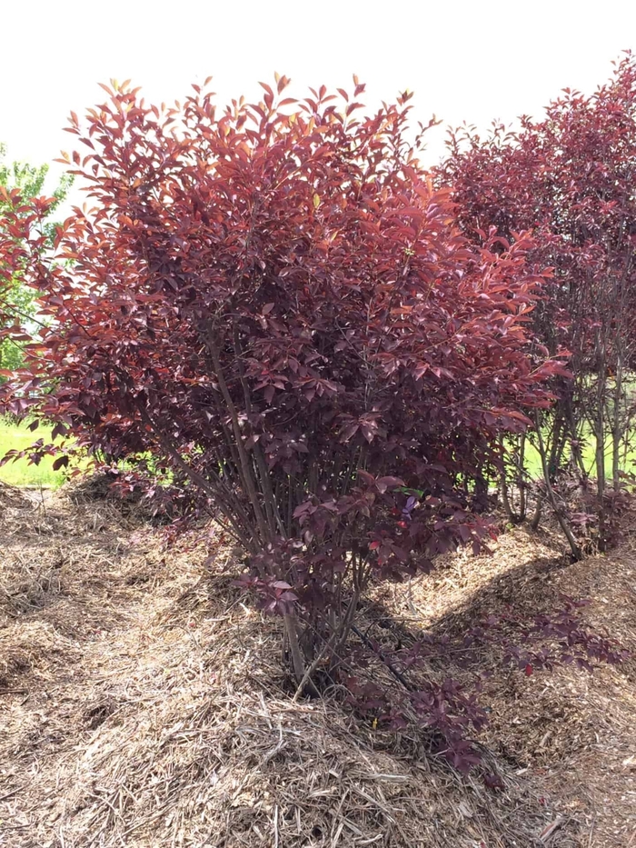 Canada Red Cherry Shrub Form - Prunus virginiana 'Canada Red Cherry' from R&D Wholesale Nursery