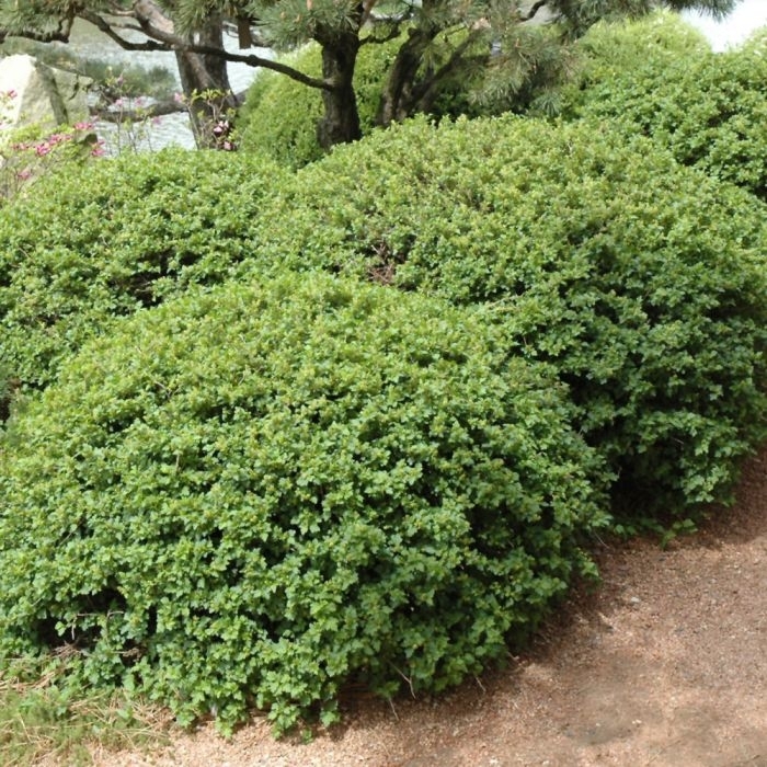 Alpine Currant - Ribes alpinum from R&D Wholesale Nursery