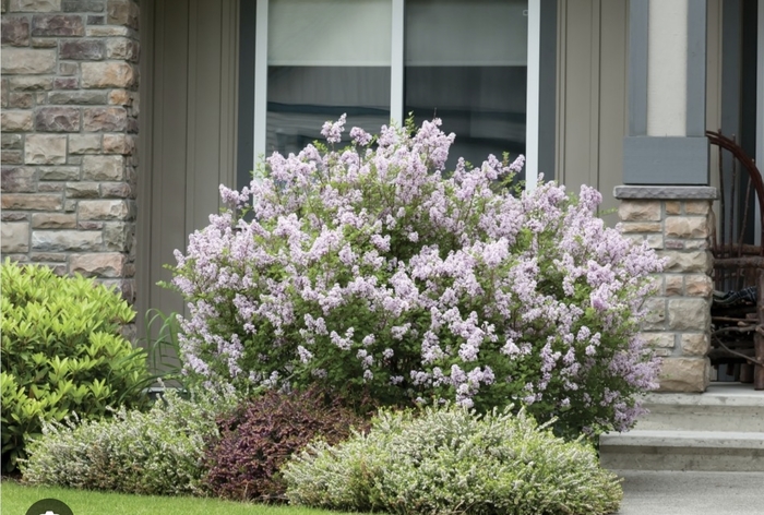 Miss Kim Lilac - Syringa patula 'Miss Kim' from R&D Wholesale Nursery