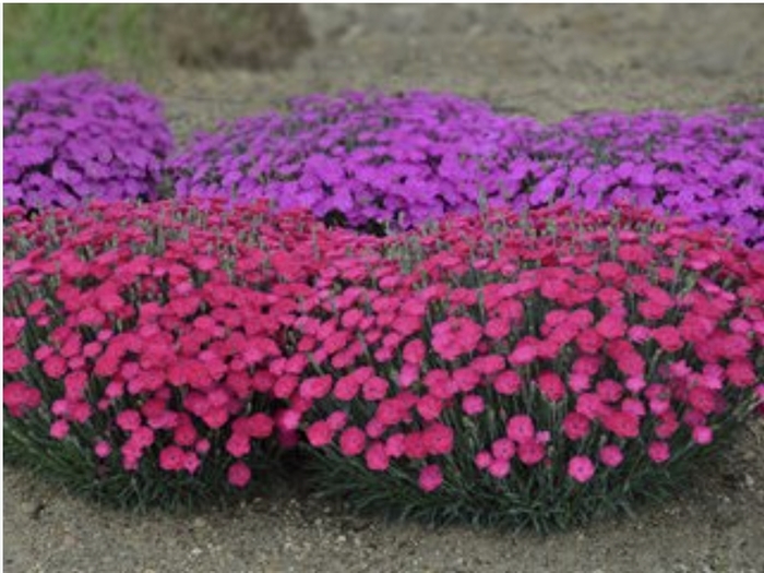 Mixed Varieties Dianthus - Dianthus from R&D Wholesale Nursery