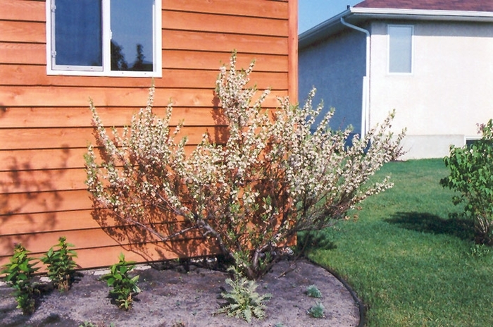 Western Sand Cherry - Prunus besseyi from R&D Wholesale Nursery