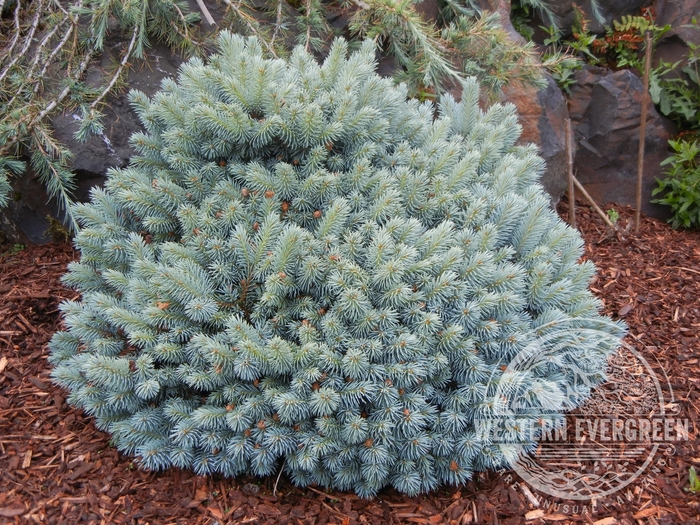 Blue Pearl Colorado Spruce - Picea pungens 'Blue Pearl.' from R&D Wholesale Nursery
