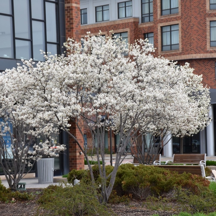 Autumn Brilliance Serviceberry-Mutlistem - Amelanchier x grandiflora from R&D Wholesale Nursery