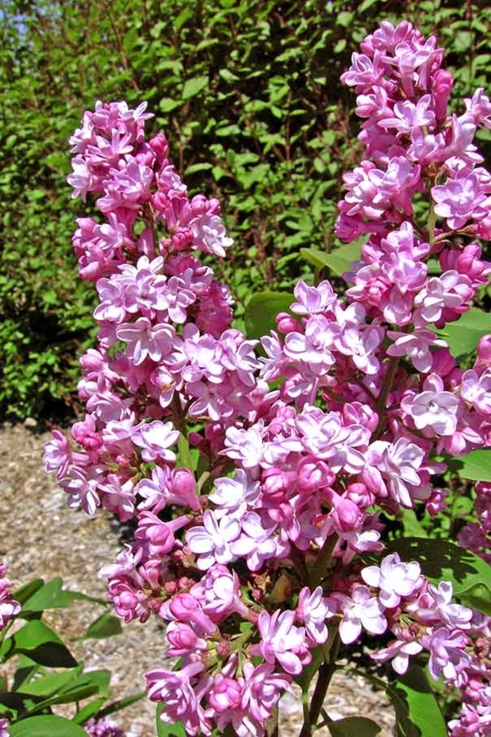 Belle de Nancy Lilac - Syringa vulgaris 'Belle de Nancy.' from R&D Wholesale Nursery