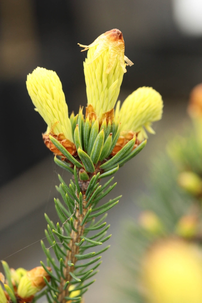 McConnell's Gold Spruce - Picea glauca 'McConnell's Gold' from R&D Wholesale Nursery