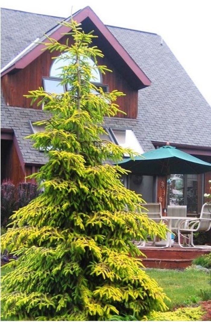 Skylands Oriental Spruce - Picea orientalis from R&D Wholesale Nursery