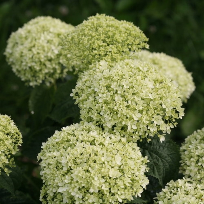 Invincibelle Limetta Hydrangea - Hydrangea arborescens 'Invincibelle Limetta.' from R&D Wholesale Nursery