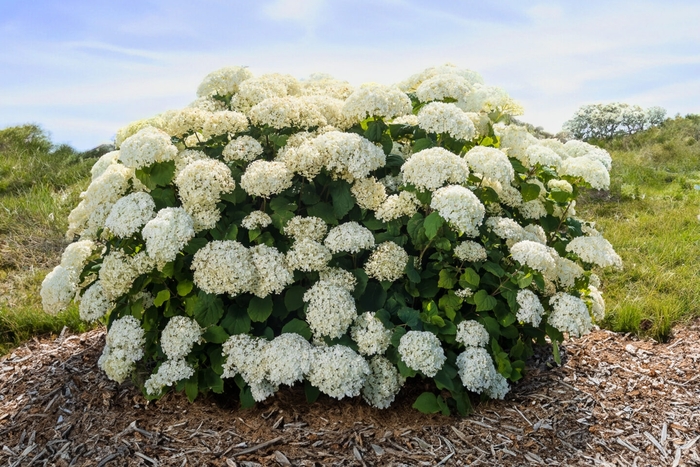 Flowerfull Hydrangea - Hydrangea arborescens 'Flowerfull' from R&D Wholesale Nursery