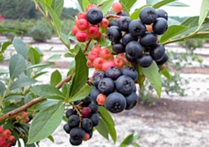 'Nocturne' Blueberry - Vaccinium from R&D Wholesale Nursery