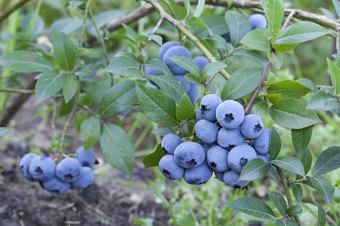 'Sweetheart' Highbush Blueberry - Vaccinium corymbosum from R&D Wholesale Nursery