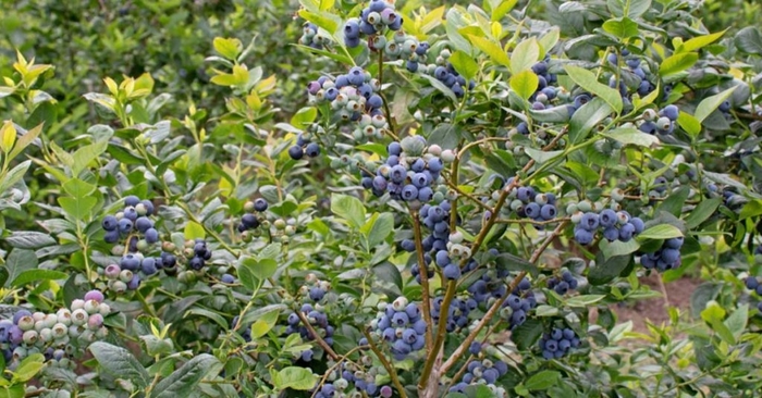 'Patriot' Blueberry - Vaccinium corymbosum from R&D Wholesale Nursery