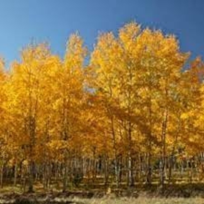 Summer Shimmer Aspen - Populus 'Klaus Select' from R&D Wholesale Nursery